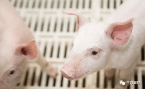 屬豬者六月提醒 以靜制動，轉(zhuǎn)憂為安